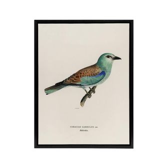 Artery8 European Roller Bird Von Wright Vintage Black Framed Canvas Wall Art in Beige | Size: W24 x H32