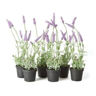 Napa Home & Garden French Lavender Drop-In 13 Set of 6 in White at Nordstrom