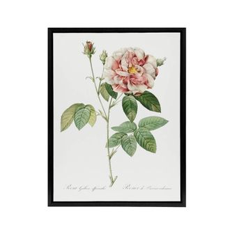 Artery8 Rosa Gallica Giant Rose Floral Redoute Vintage Framed Canvas Wall Art in White | Size: W24 x H32