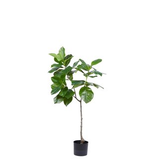 Schubiger M&ouml;bel Kunstpflanze Ficusbaum H: 120 cm