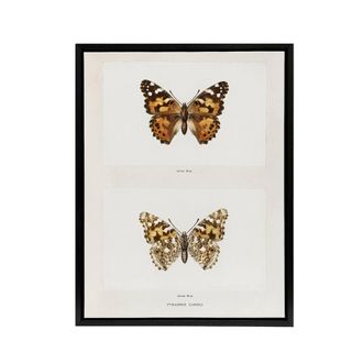 Artery8 Painted Lady Butterfly Vintage Artwork Denton Framed Canvas Wall Art in White | Size: W24 x H32