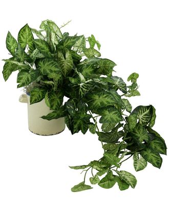 Creative Displays Inc. Decorative Nephthytis Arranged In Ceramic Vase