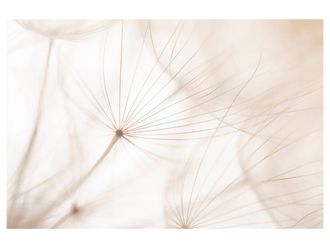 Schubiger M&ouml;bel Digitaldruck auf Acrylglas Pusteblume 2