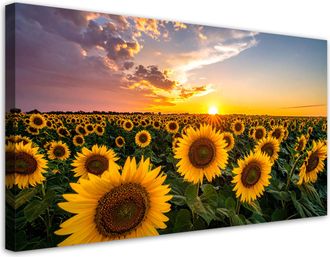 Feeby Cuadro En Lienzo, Campo De Girasoles Atardecer, 120x60