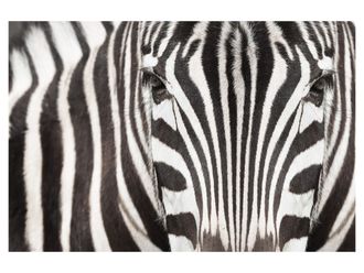 Schubiger M&ouml;bel Digitaldruck auf Acrylglas Zebra