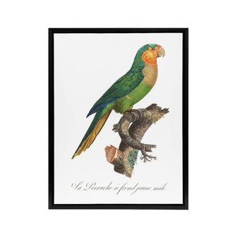 Artery8 The Yellow Headed Amazon Parrot Levaillant Framed Canvas Wall Art in White | Size: W24 x H32