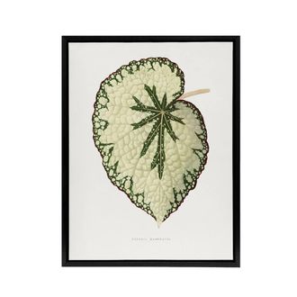 Artery8 AF Lydon Benjamin Fawcett Begonia Marshall Leaf Framed Canvas Art in White | Size: W24 x H32