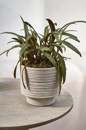 Terrain Ridged Texture Footed Planter, 5.5