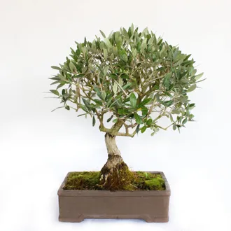 Kentis Bonsai Olea Europaea - Bonsai Ulivo - H 55-65 Cm Vaso &Oslash; 35 Cm