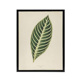 Artery8 Vintage Botanical Tiger Plant Leaf Fawcett Black Framed Canvas Art in Beige | Size: W24 x H32