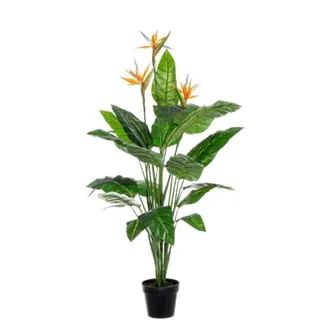 BIZZOTTO Bizzotto - Planta Esterlitzia En Maceta 600x300x240