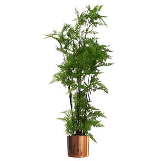 Leaf 150cm Artificial Natural Extra Large Fern Foliage Plant with Copper Metal Plater in Green