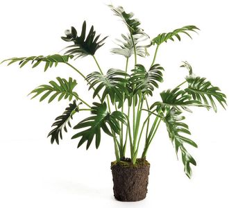 Napa Home & Garden Split Leaf Selloum Drop-In