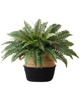 Nearly Natural 23In Artificial Boston Fern Plant With Handmade Basket Diy Kit