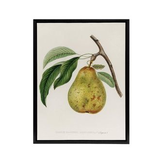 Artery8 Illustration of a Pear Jacob Sturm Black Framed Canvas Wall Art in White | Size: W24 x H32