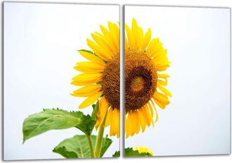 OEM Placa Protectora De Vidrio Para Estufa 2x40x52 Flor