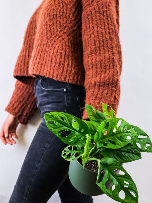 Eine Frau hält eine Monstera Obliqua.