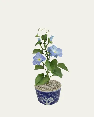 Tommy Mitchell Morning Glory September Birth Flower in Ceramic Pot