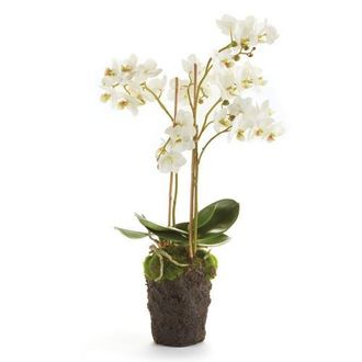 Napa Home & Garden Phalaenopsis Orchid Faux (Fake) Drop-In 20 in White at Nordstrom