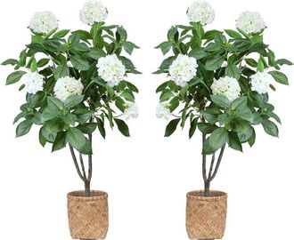Creative Displays Inc. 5Ft Hydrangea Drop-In Trees With Bamboo-Wrapped Cement Pots