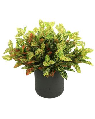 Creative Displays Inc. Outdoor Croton Bush
