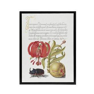 Artery8 Turks Cap Lily Fig & Beetle Calligraphy Framed Canvas Wall Art Print in White | Size: W24 x H32