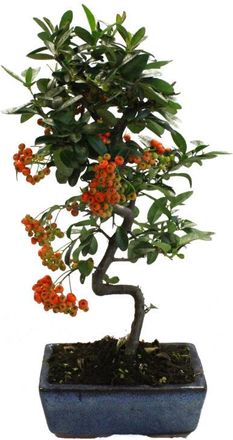 Kentis Kentis - Bonsai Pyracantha - Bonsai Agazzino - h 35-40 cm Vaso &oslash; 15 cm