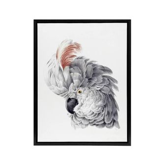 Artery8 Cockatoo Parrot Head Watercolour Schouman Framed Canvas Wall Art Print in White | Size: W24 x H32