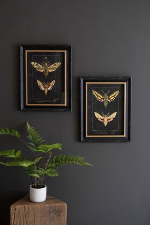 Kalalou Set Of Two Framed Moth Prints Under Glass