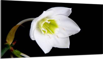 OEM Placa Protectora De Vidrio Para Estufa 90x52 Orchidea