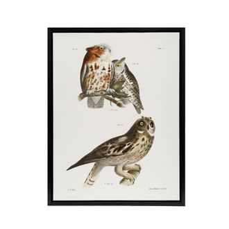 Artery8 James De Kay Little Screech & Short Eared Owl Framed Canvas Art in White | Size: W24 x H32