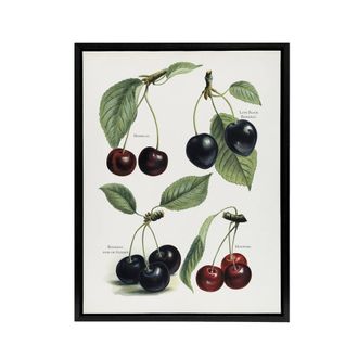 Artery8 Vintage Illustration of Cherry Varieties Wright Framed Canvas Wall Art in White | Size: W24 x H32