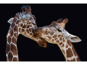 Schubiger M&ouml;bel Bildsystem outdoor The Kiss