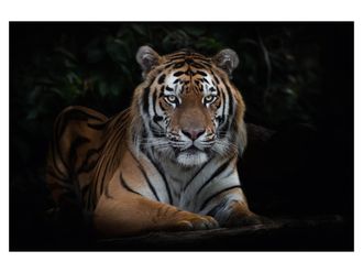 Schubiger M&ouml;bel Digitaldruck auf Acrylglas Imposanter Tiger