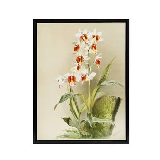 Artery8 Frederick Sander Madagascar Swamp Orchid Flowers Framed Canvas Art | Size: W24 x H32