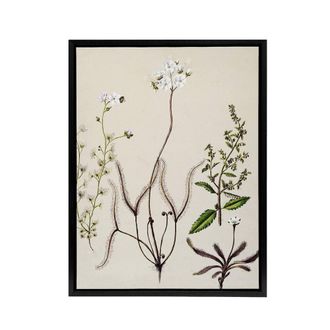 Artery8 New Zealand Drosera Arcturi Plant Flowers Featon Framed Canvas Art in Beige | Size: W24 x H32