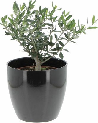 Kentis Olivo Bonsai con Vaso in Ceramica Scottish Moss - Olea Europaea - Piante Vere da Interno e Esterno - h 35-40 cm Vaso &oslash; 20 cm