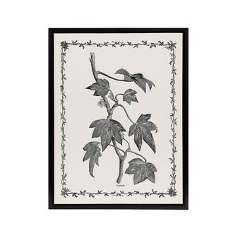 Artery8 Vintage Botanical Pustulata Leaves Hibberd Black Framed Canvas Art in White | Size: W24 x H32