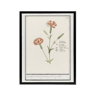 Artery8 Carnation Dianthus Flower Anselmus de Boodt Framed Canvas Wall Art in White | Size: W24 x H32