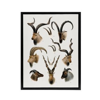 Artery8 Vintage Illustration Bovidae Animals Lydekker Framed Canvas Wall Art in White | Size: W24 x H32
