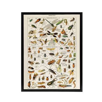 Artery8 Millot Encyclopedia Page Dragonfly Insects Framed Canvas Wall Art Print | Size: W24 x H32
