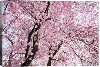 iCanvas Icanvas Cherry Blossom By Stefan Hefele Wall Art