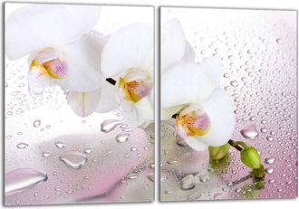 OEM Placa Protectora De Vidrio Para La Estufa 2x40x52 Orchidea