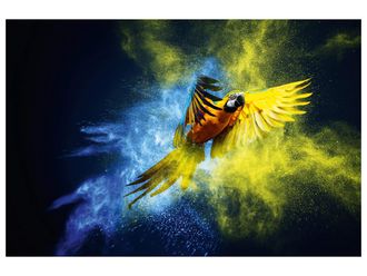 Schubiger M&ouml;bel Digitaldruck auf Glas Papagei in Blau und Gelb