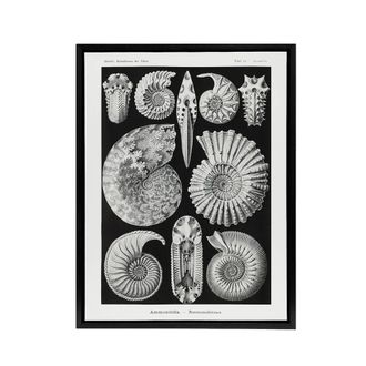 Artery8 Ammonite Fossil Cephalopods Haeckel Botanical Framed Canvas Wall Art in Black | Size: W24 x H32