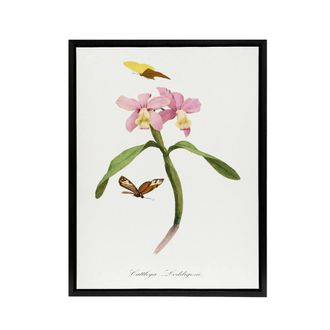 Artery8 Paul Gervais Cattleya Orchids & Butterflies Framed Canvas Art Print in White | Size: W24 x H32