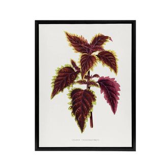 Artery8 AF Lydon Benjamin Fawcett Red Coleus Plant Leaf Framed Canvas Art in White | Size: W24 x H32