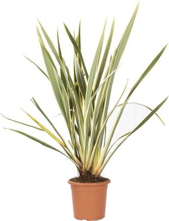 Kentis Kentis - Phormium Tenax Variegatum - Piante da Esterno - h 80-100 cm Vaso &oslash; 24 cm