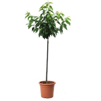Kentis Kentis - Pianta di Ciliegio - Prunus Avium - Alberello da Frutto Ciliegia - Vaso &oslash; 28 cm