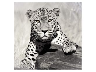 Schubiger M&ouml;bel Bildsystem Leo Pardus bw